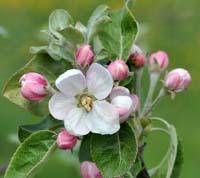 Apple blossoms - blooming apple trees.
